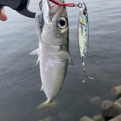 マグロを釣った日。