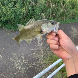 涼しいうちにバス釣り