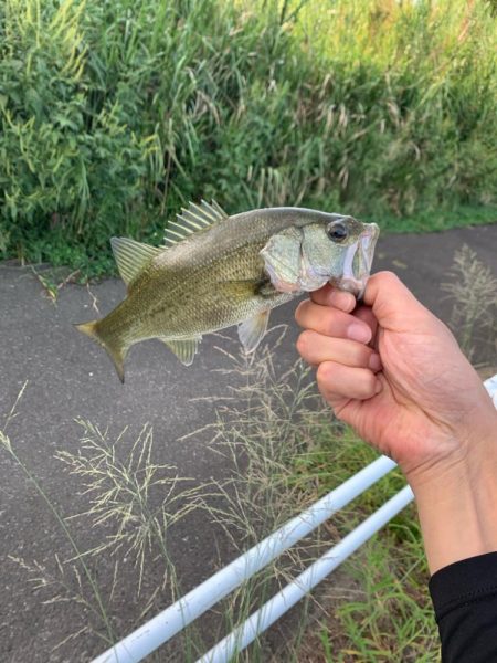 涼しいうちにバス釣り