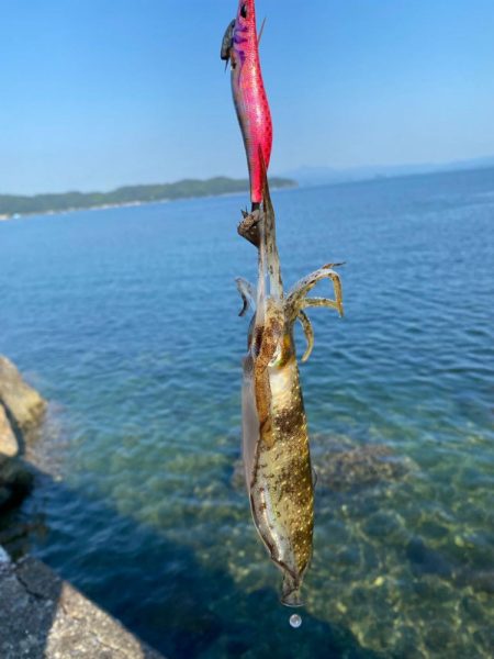 秋の数釣り