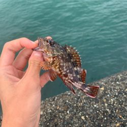 2週連続カワハギ釣り