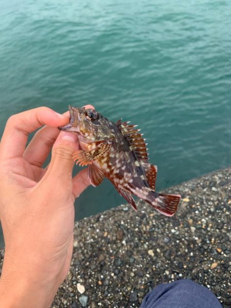 2週連続カワハギ釣り