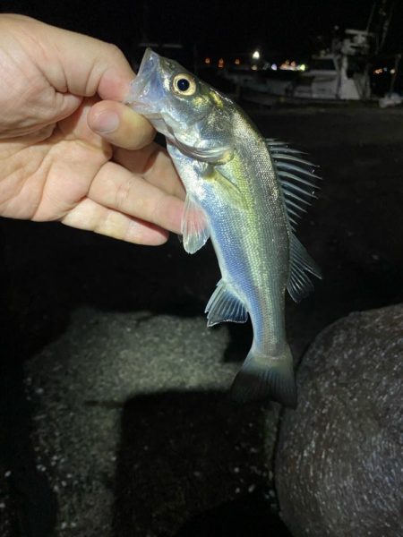 舞鶴釣査