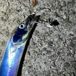 淡路島の太刀魚釣り