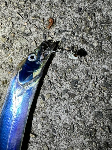 淡路島の太刀魚釣り