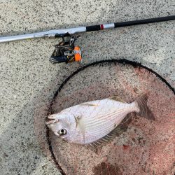 エビ撒き釣り