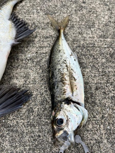 おチヌさんとデカあじ