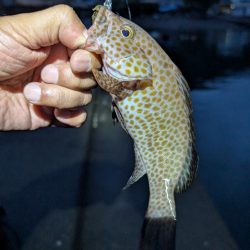 陸っぱり釣行記