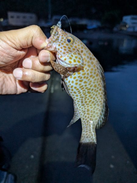 陸っぱり釣行記