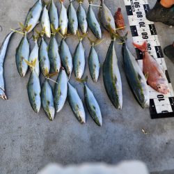 紀北の太刀魚た青物