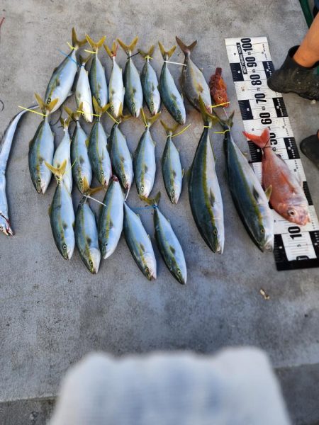 紀北の太刀魚た青物