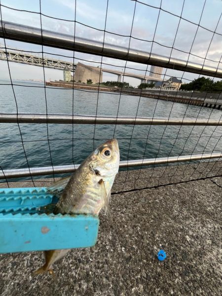 渋い、おせんの季節