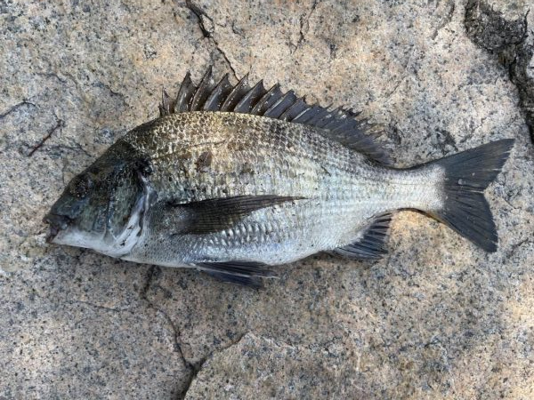 イチノ兄弟、釣果！