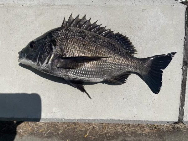 イチノ兄弟、釣果！