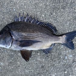 イチノ兄弟、釣果！