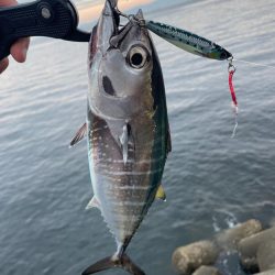 マグロを釣った日。