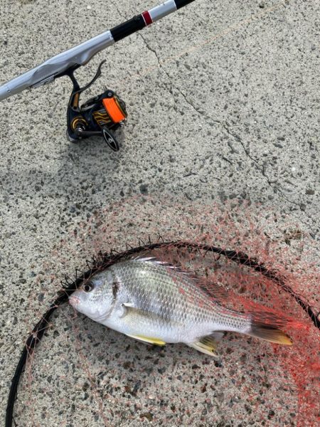 エビ撒き釣り