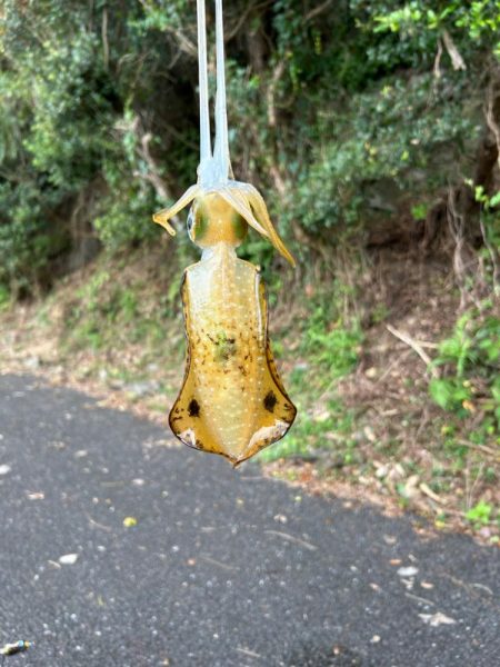 県南エギング好調