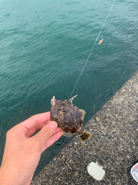 2週連続カワハギ釣り