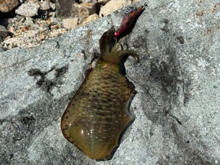 満潮前後にバタバタと釣れる！