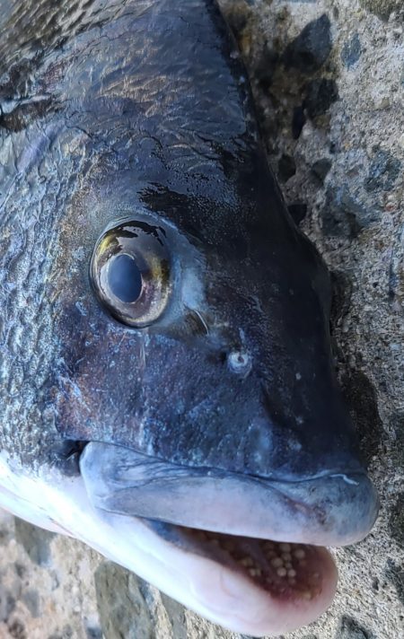 チヌで筋肉痛に