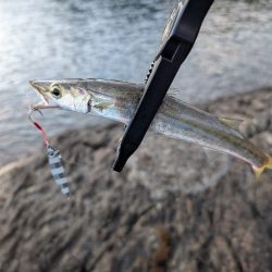 陸っぱり釣行記