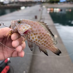 陸っぱり釣行記