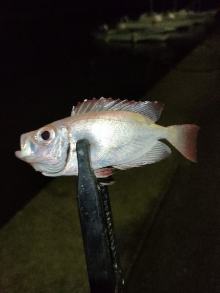 串本遠征釣行2日目