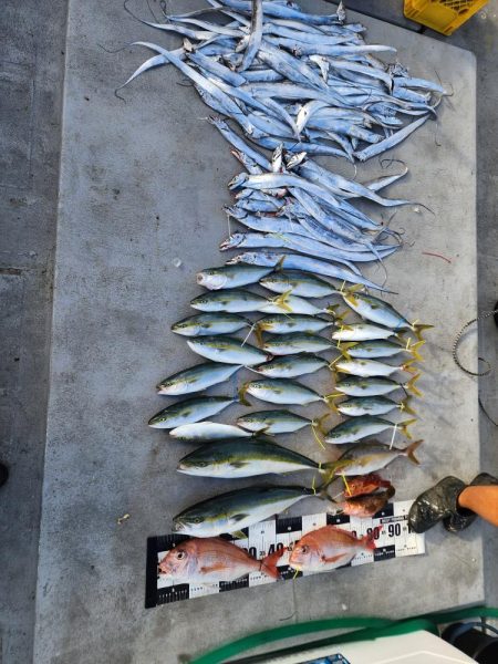 紀北の太刀魚た青物