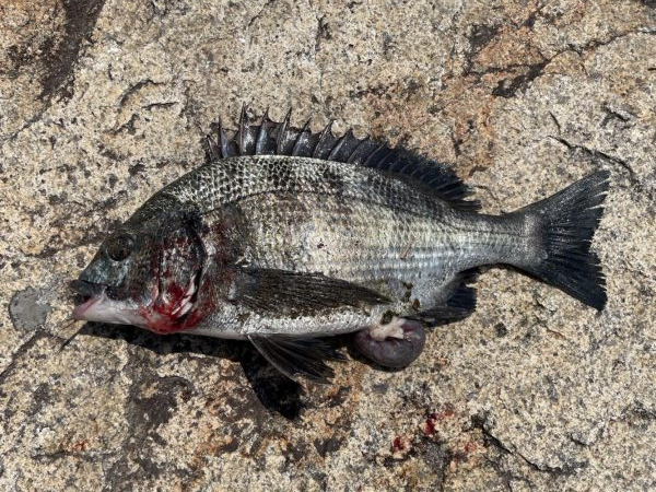 イチノ兄弟、釣果！