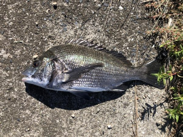 イチノ兄弟、釣果！