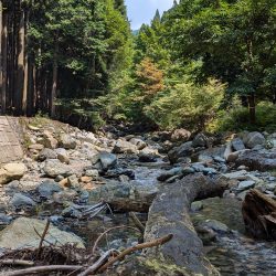 朝一入る川間違えたものの何とか釣れた