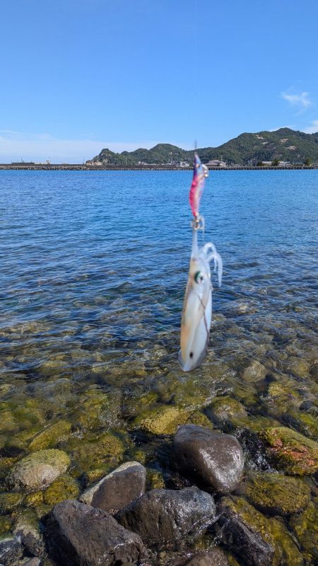 今期初アオリイカ