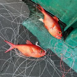 勝浦 深海＆五目釣り