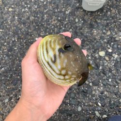 2週連続カワハギ釣り