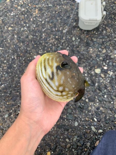 2週連続カワハギ釣り