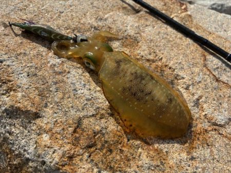 満潮前後にバタバタと釣れる！