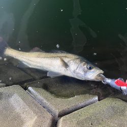 博多湾　河口でルアー釣り