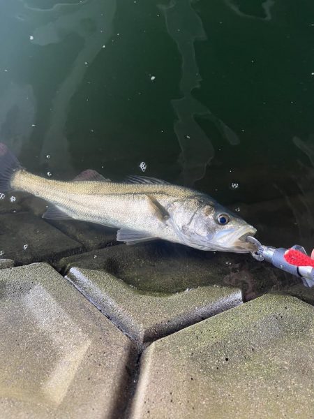 博多湾　河口でルアー釣り