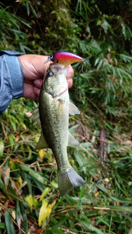 秋の数釣り