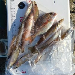 苅屋海岸のキス釣り