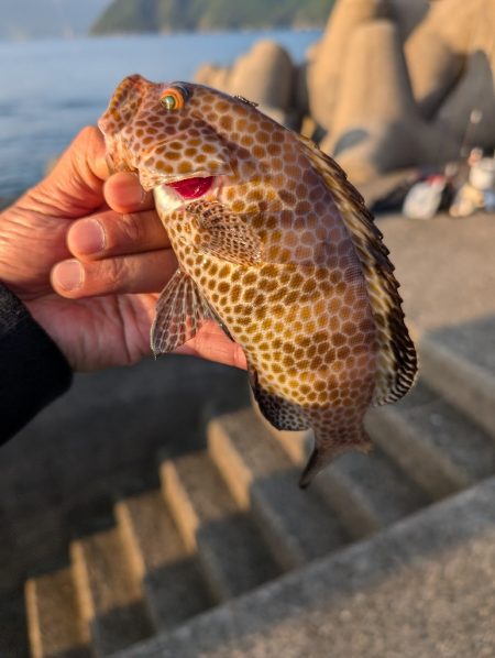 陸っぱり釣行記