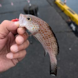 陸っぱり釣行記