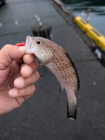 陸っぱり釣行記