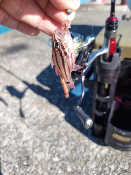 イカが釣れないので五目釣り