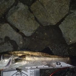 久しぶりの釣果