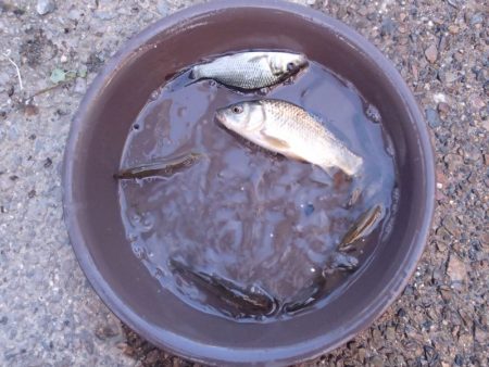 活性高く、楽しい小物釣り