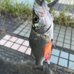 大野川ルアー釣り