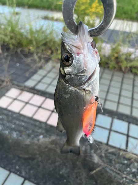 大野川ルアー釣り