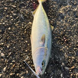 たかたかの釣り日記